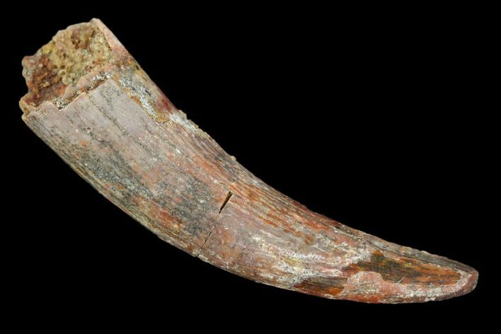 Pterosaur (Siroccopteryx) Tooth - Morocco #107956